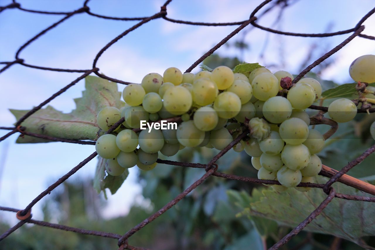 CLOSE-UP OF GRAPES GROWING ON VINE