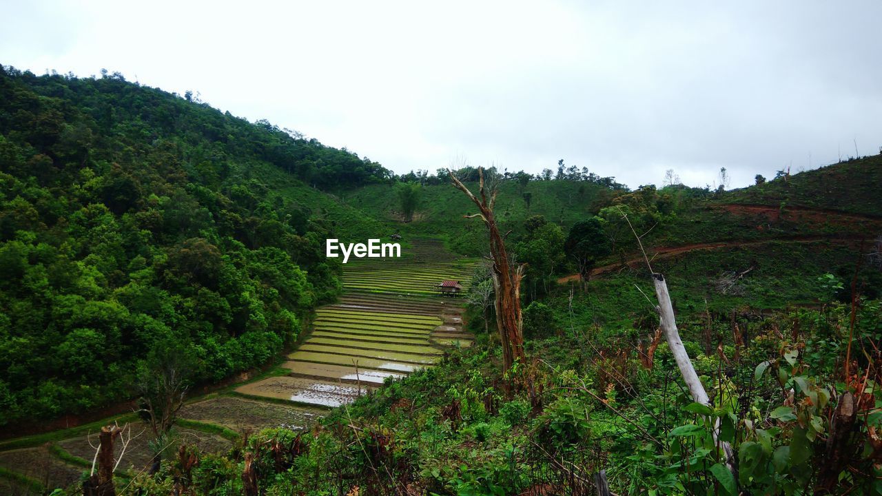 SCENIC VIEW OF FOREST