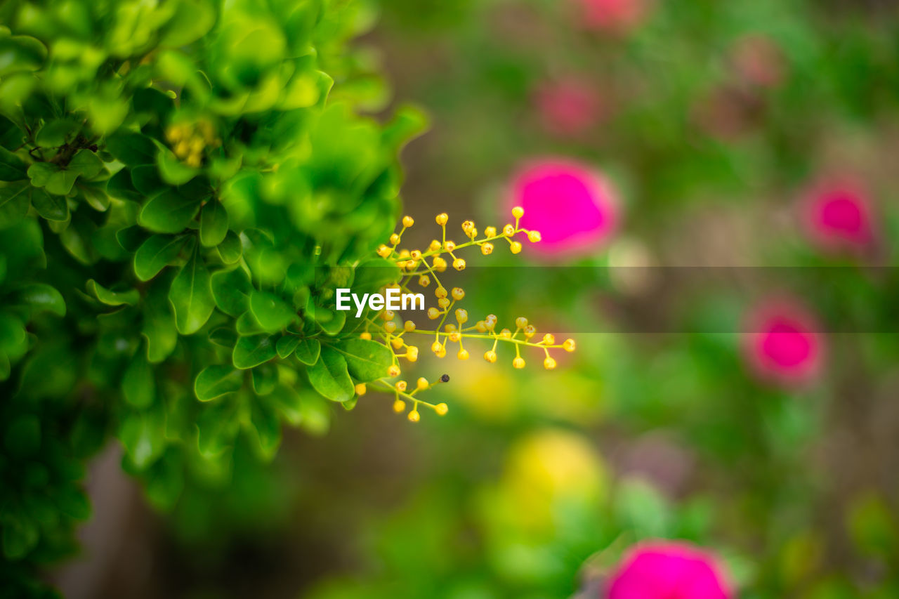 Close-up of pink flowering plant