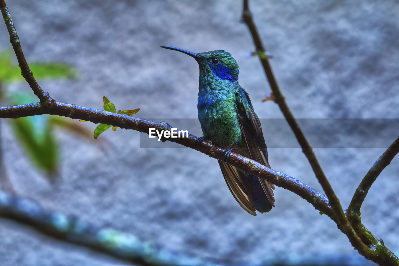 CLOSE-UP OF BIRD PERCHING ON A BRANCH