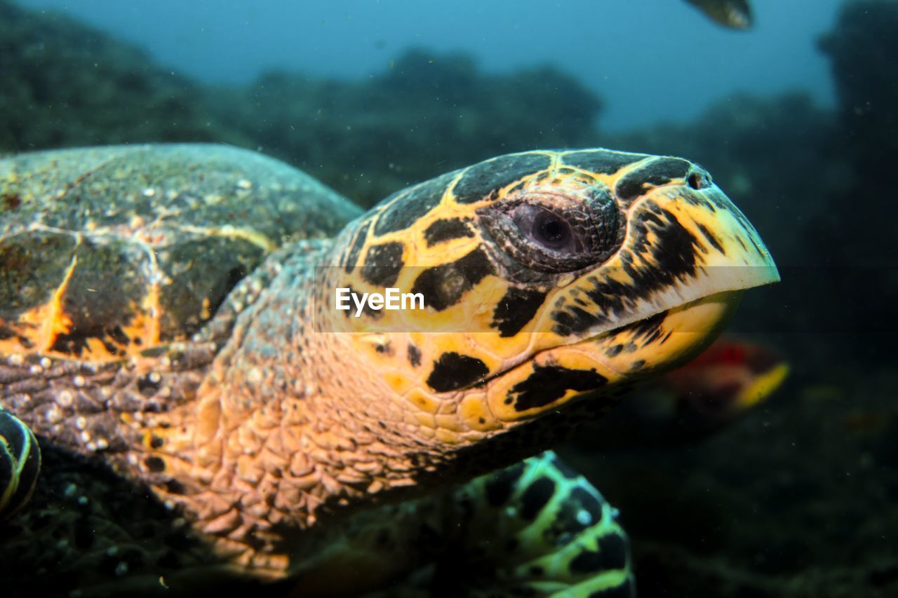 Close-up of turtle swimming undersea