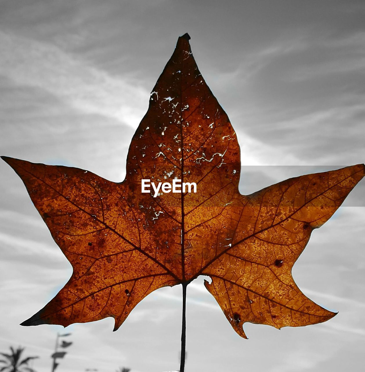 LOW ANGLE VIEW OF MAPLE LEAF ON WATER