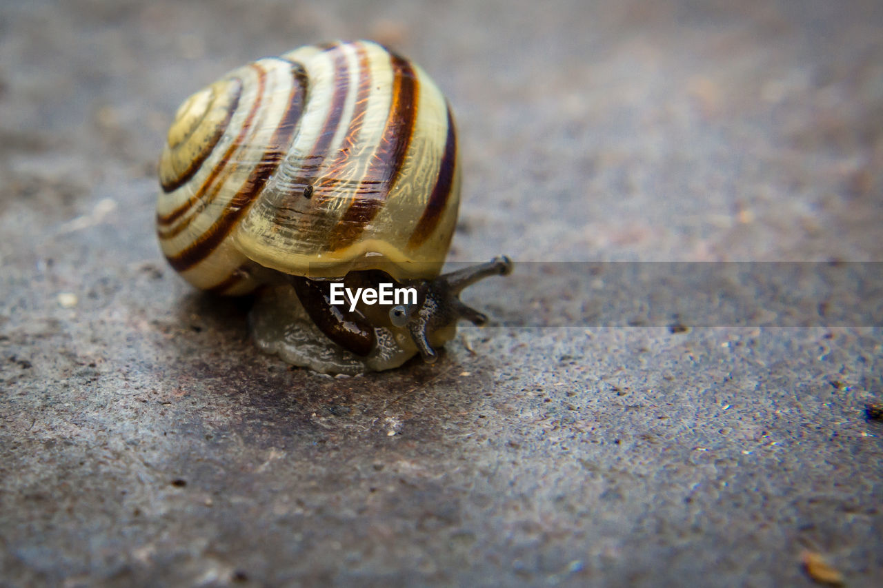 Close-up of snail on white surface