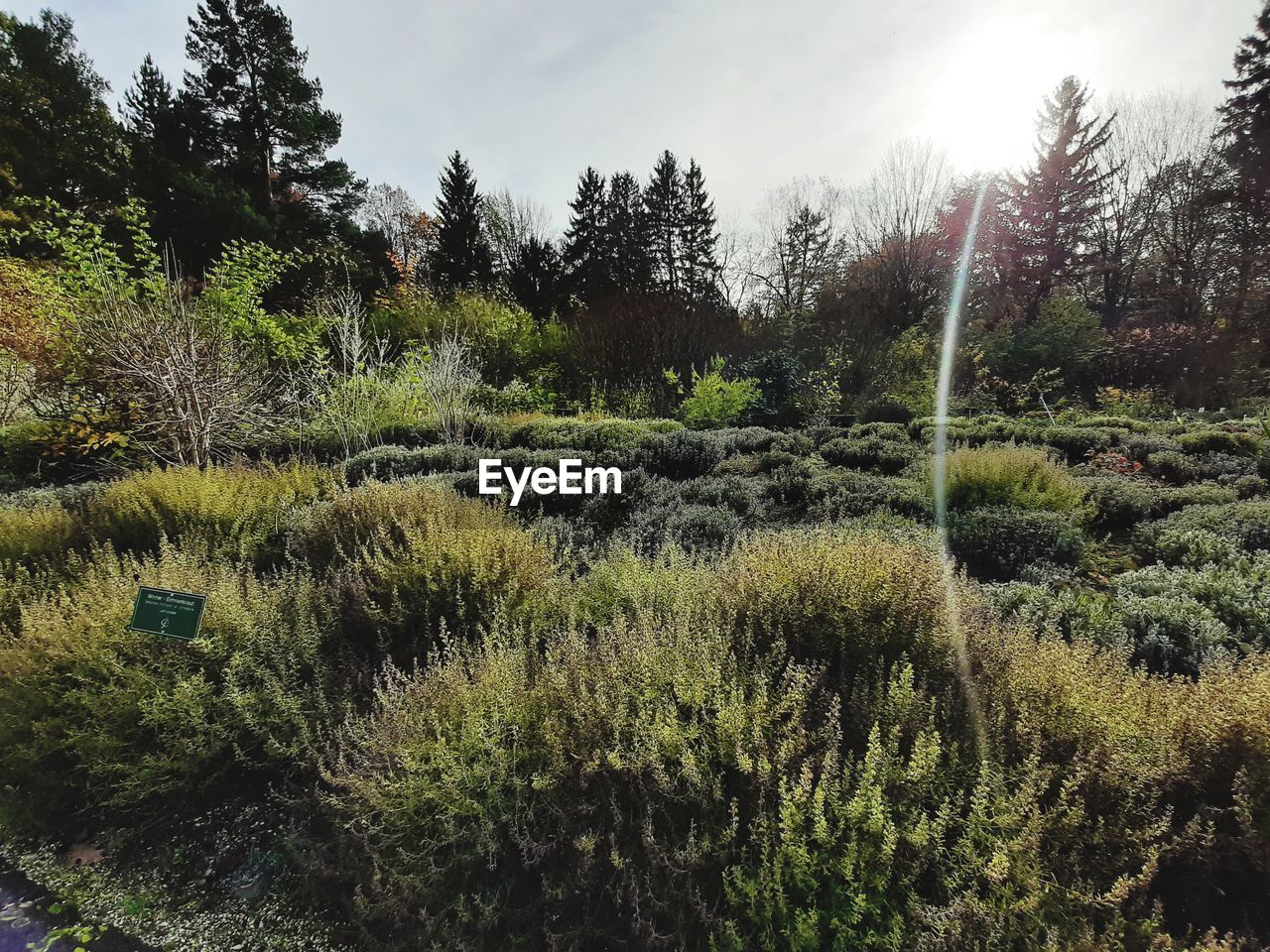 PLANTS GROWING ON FIELD