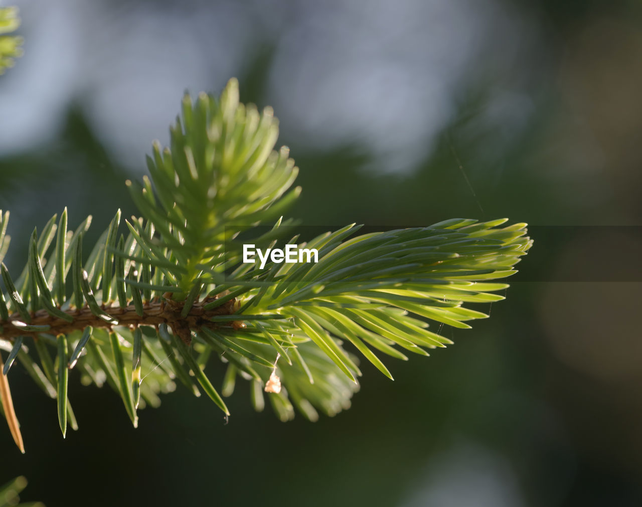 CLOSE-UP OF GREEN PLANT