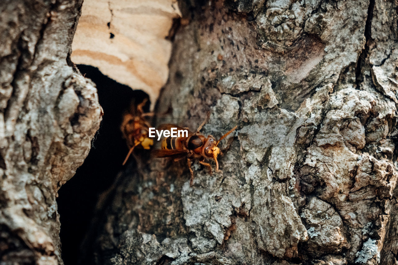 Close-up of insect on tree trunk