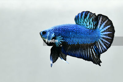 Blue dragon halfmoon plakat betta fish ID 172038133