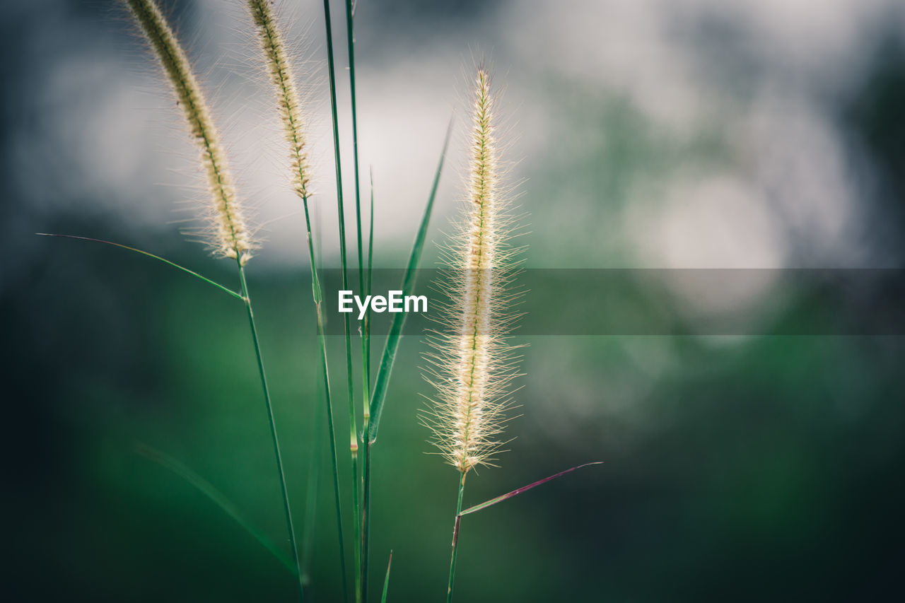 Close-up of stalks against blurred background