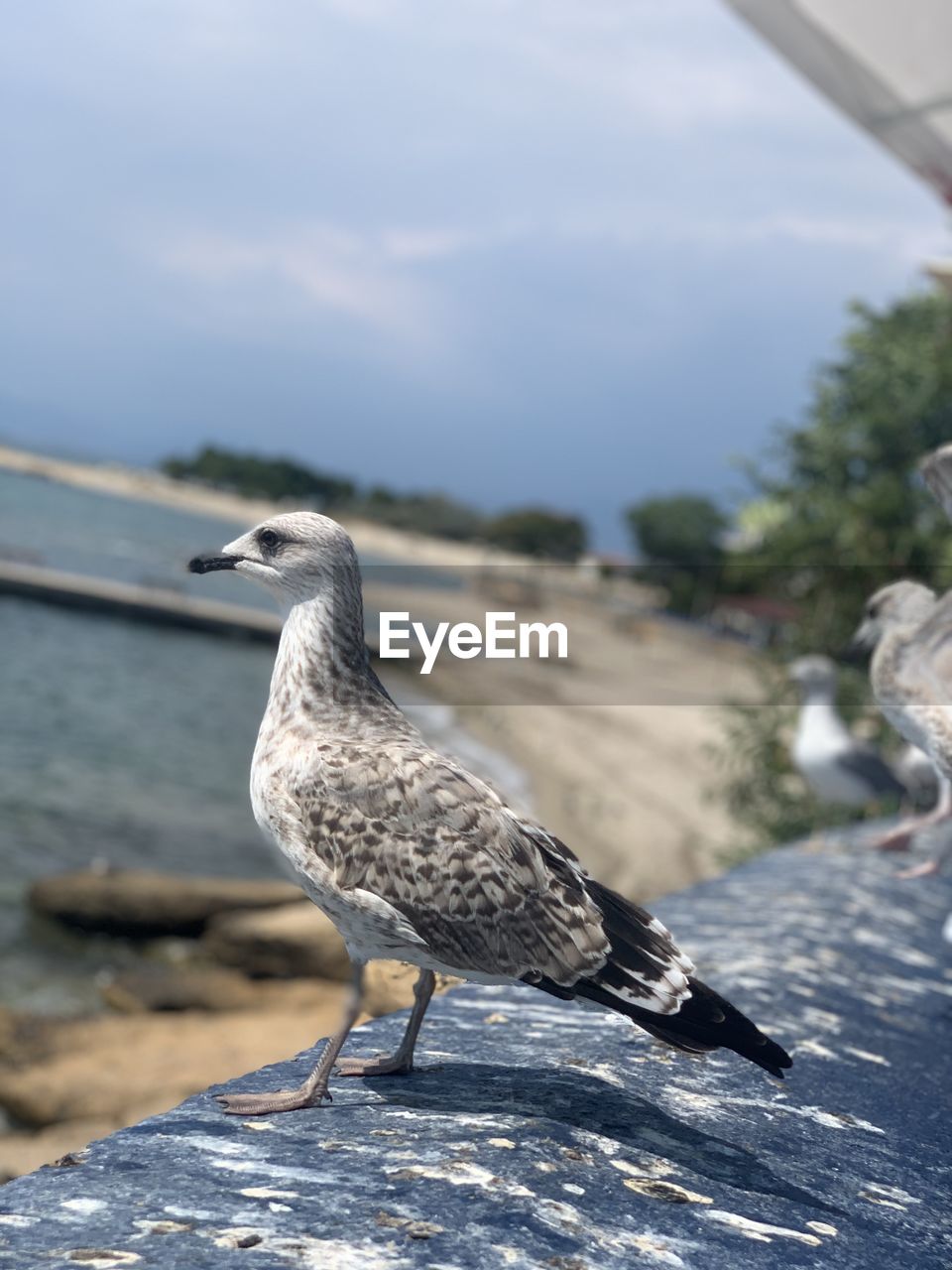 CLOSE-UP OF SEAGULL PERCHING ON A ROCK