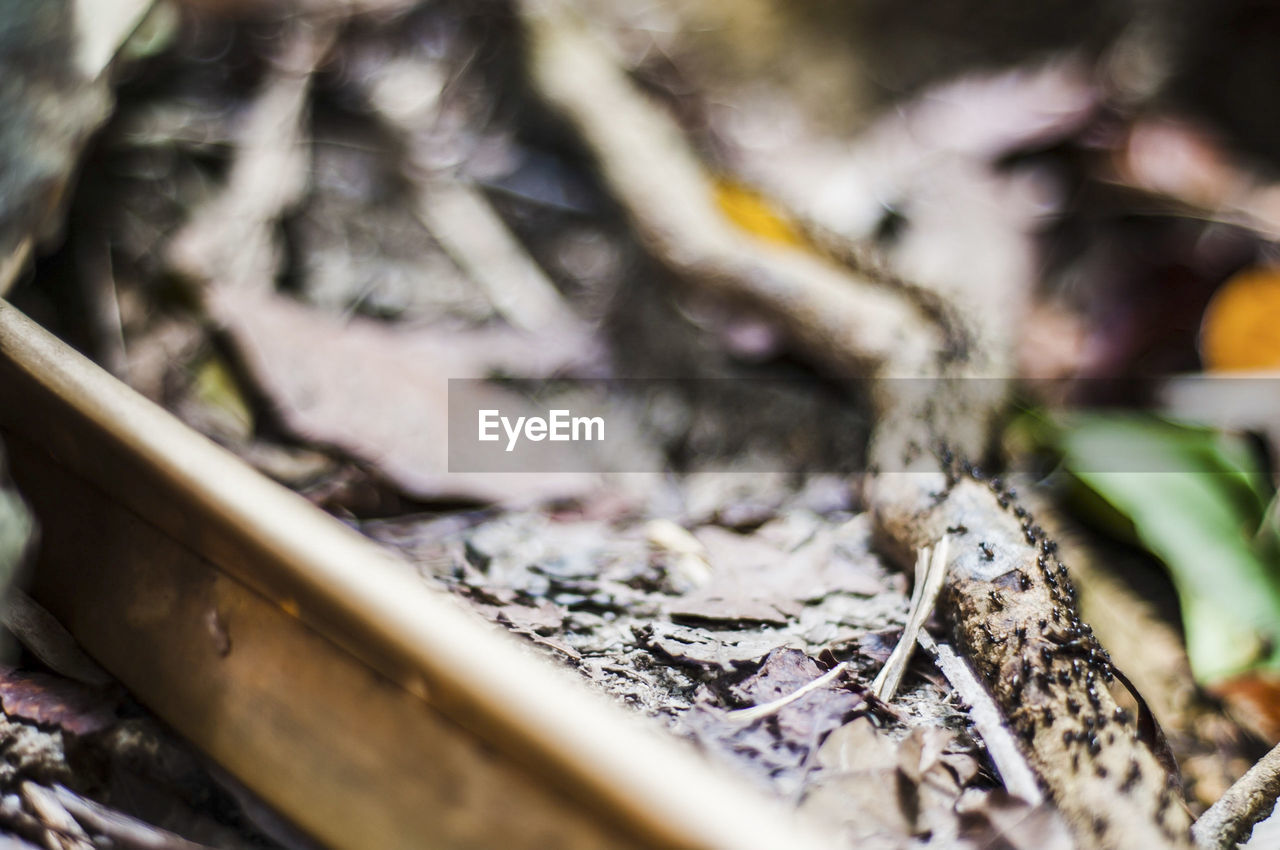 Close-up of plants on railroad track