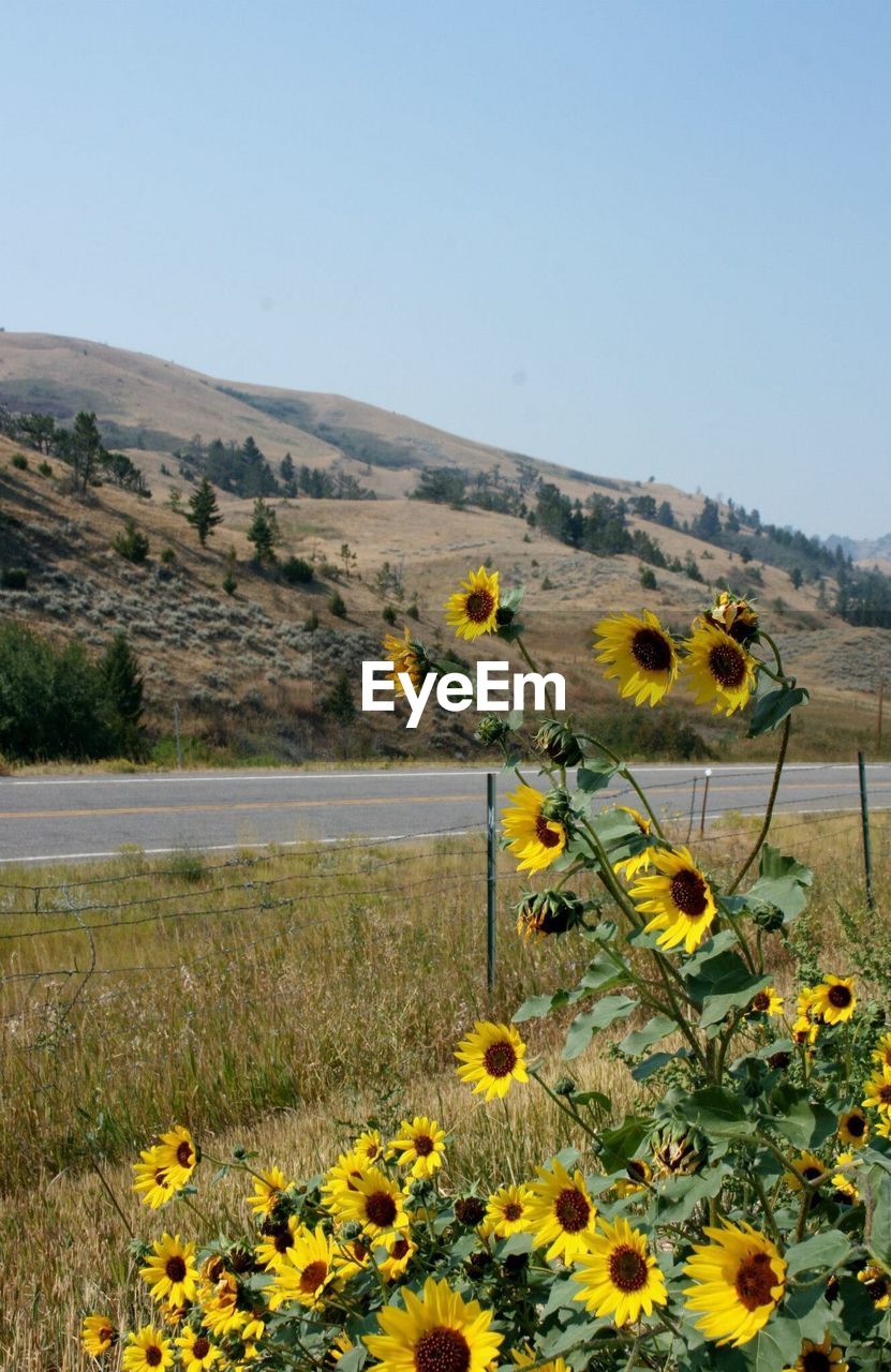 YELLOW FLOWERS GROWING IN FIELD