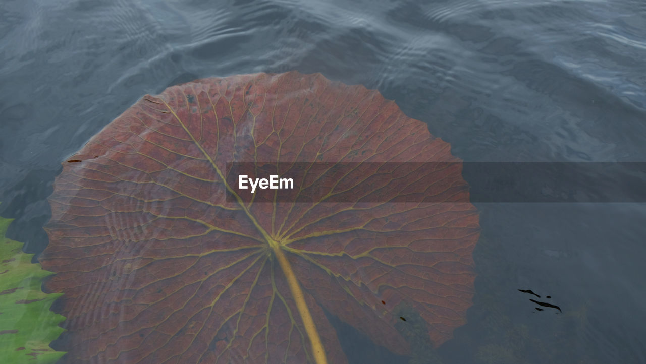 HIGH ANGLE VIEW OF LEAF FLOATING ON LAKE