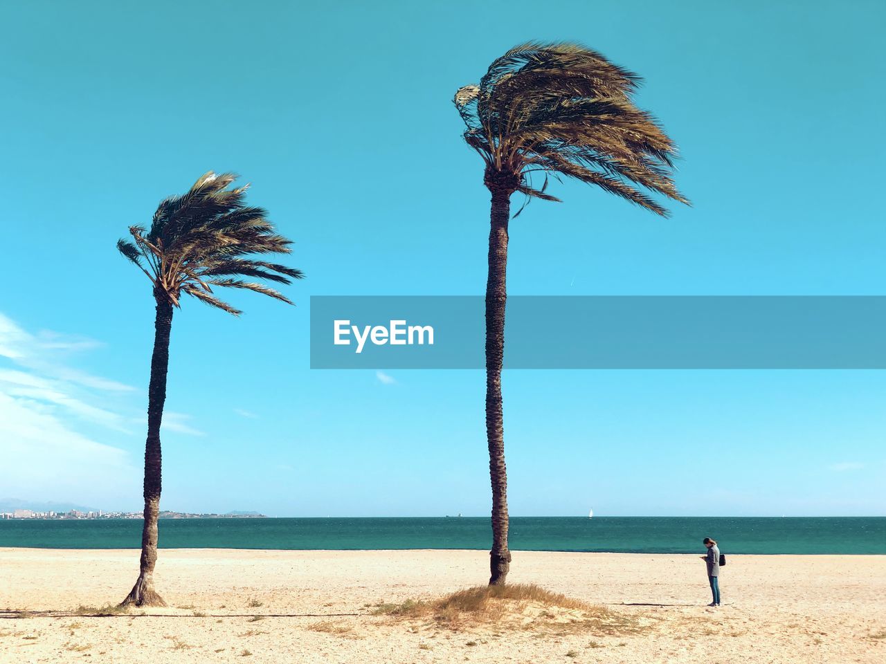 Coconut palm trees on beach against blue sky