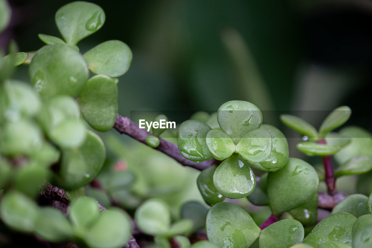 Close-up of raindrops on leaves