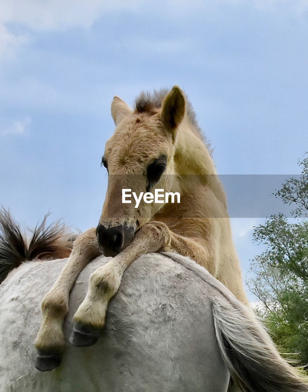 Low angle view of horse against sky