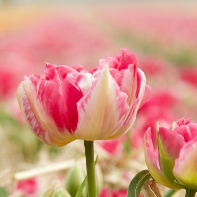 CLOSE-UP OF PINK ROSE WITH RED ROSES