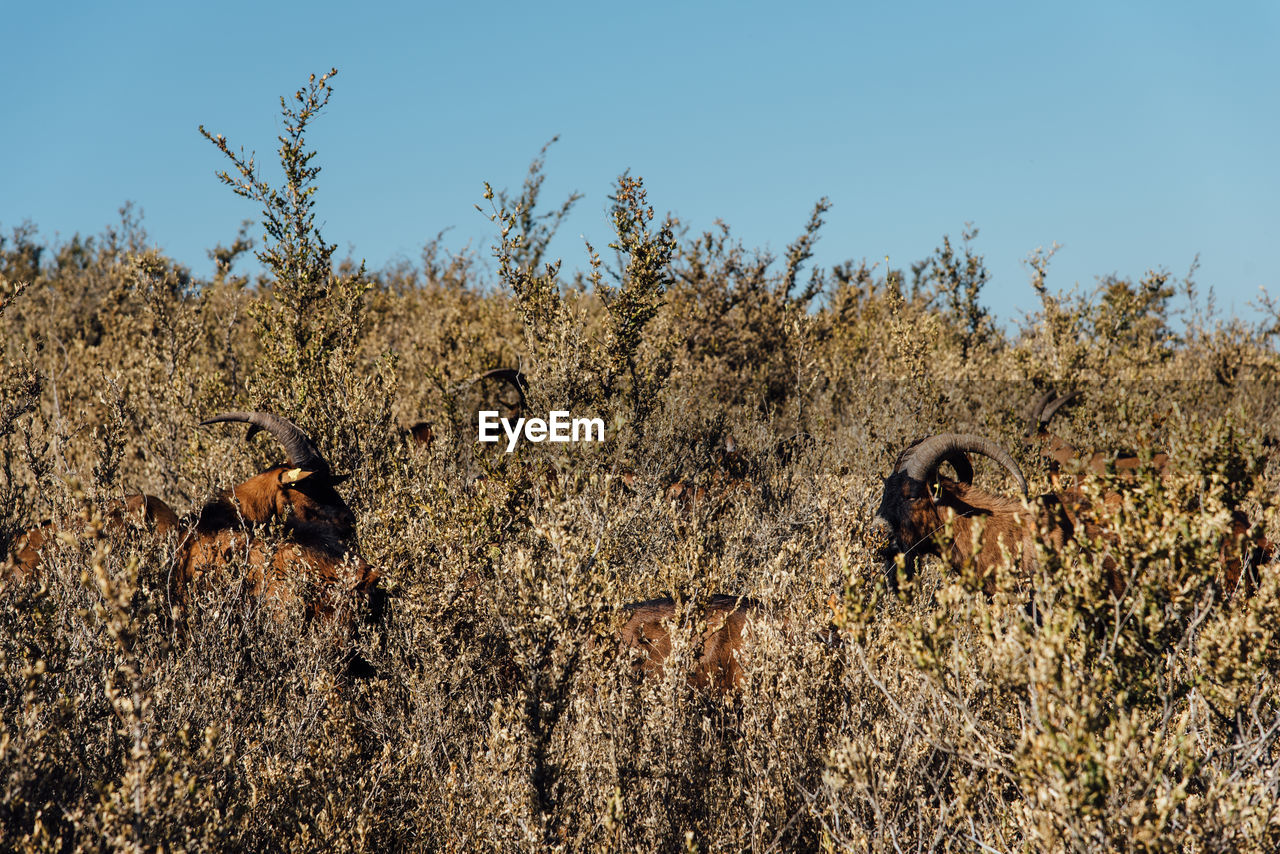 Goats amidst plants on field against clear sky