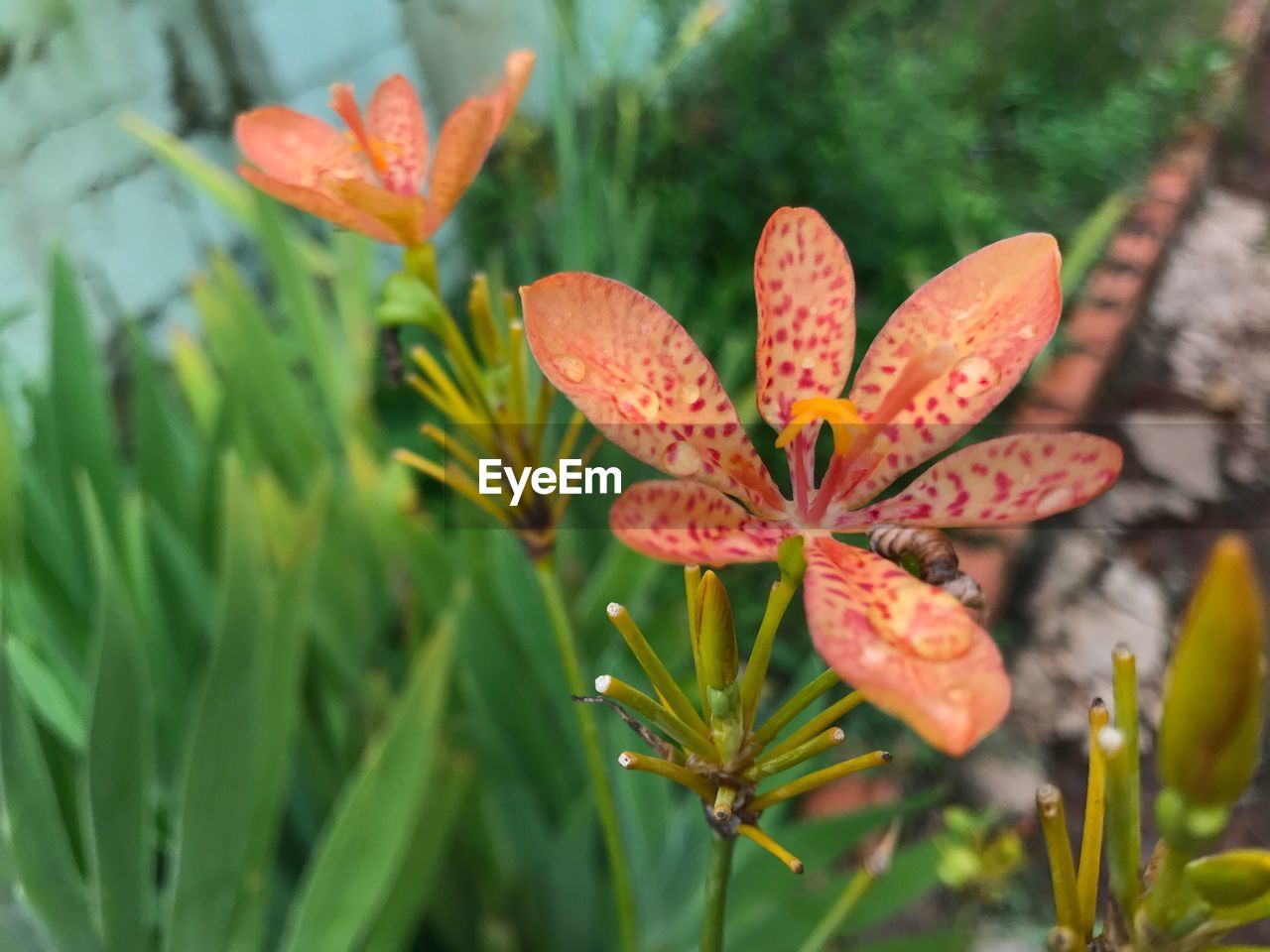 Close-up of orange flowers blooming outdoors