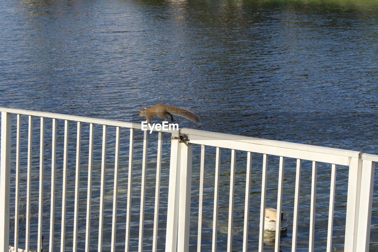 HIGH ANGLE VIEW OF BIRD IN SEA