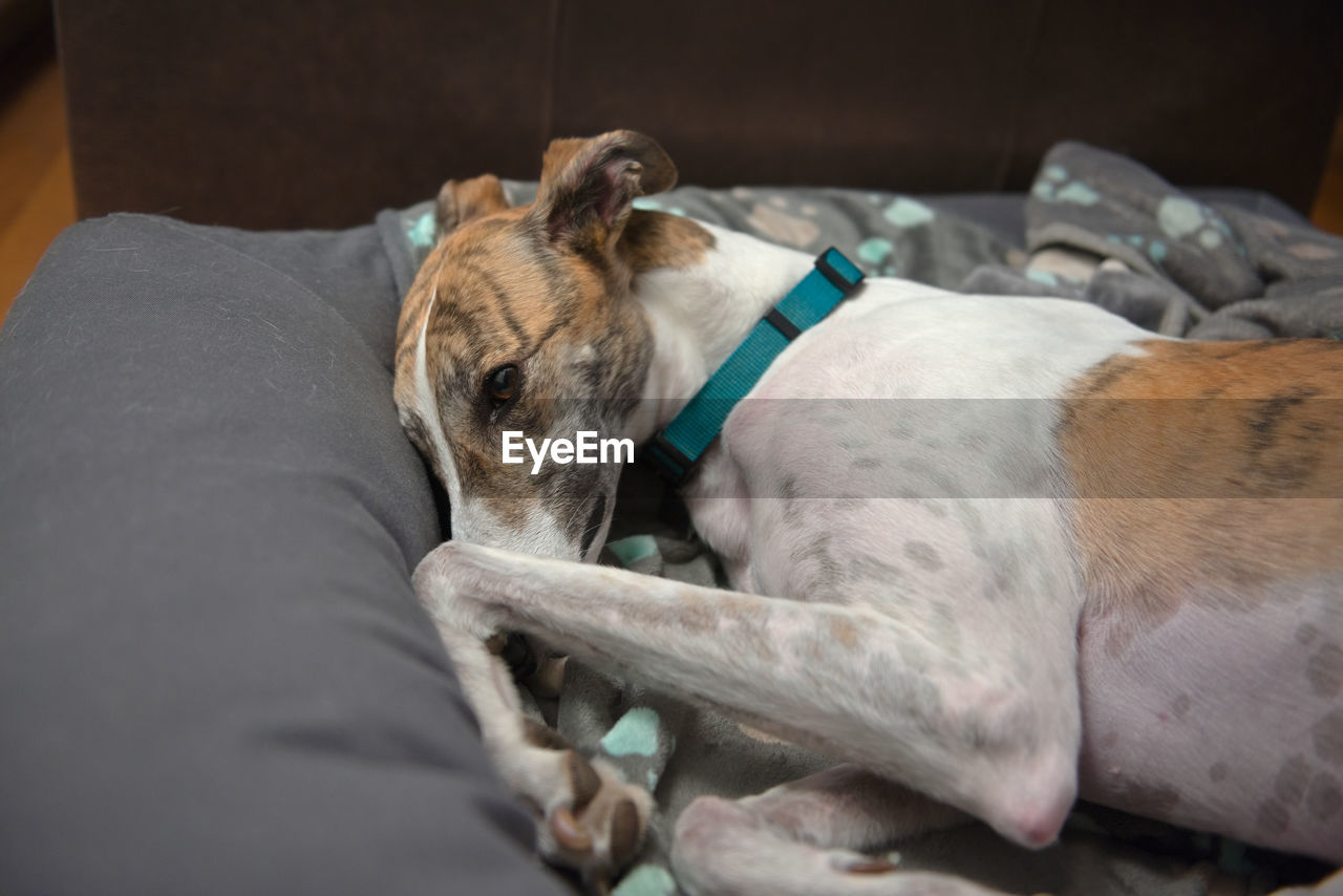 White and brindle pet adopted greyhound adorably curls up in her dog bed. paw and front leg raised