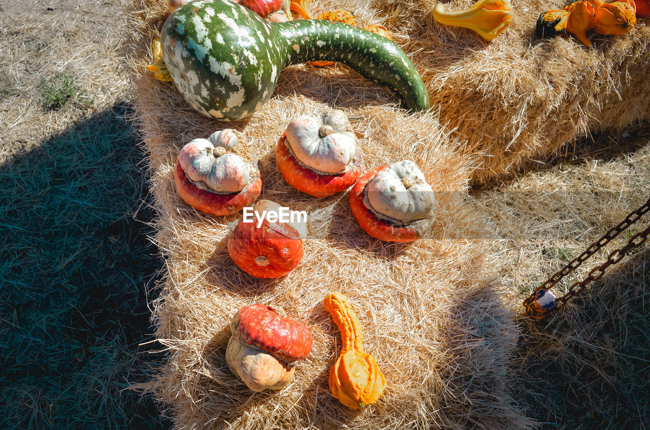 High angle view of pumpkins on hay for sale at a patch for halloween 