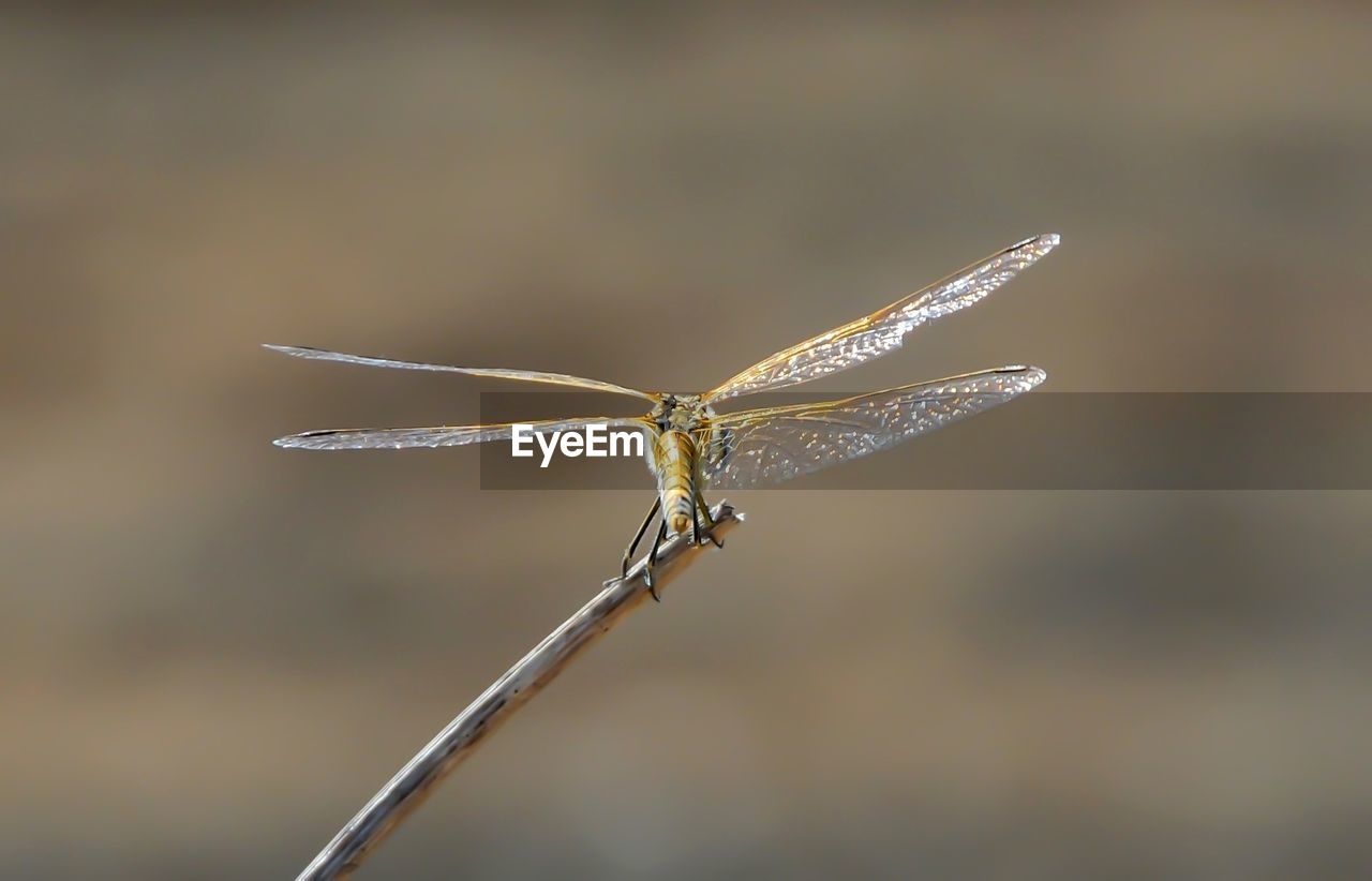 Close-up of insect