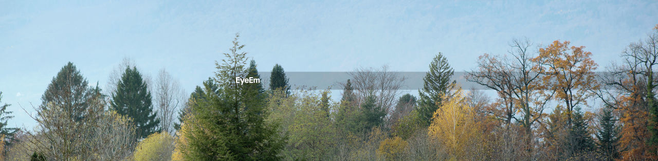 PANORAMIC SHOT OF TREES ON LAND AGAINST SKY