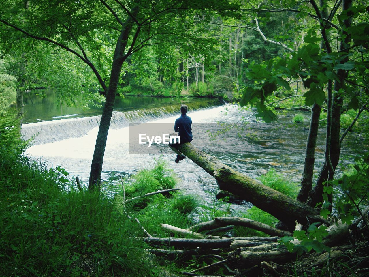 VIEW OF TREES IN FOREST