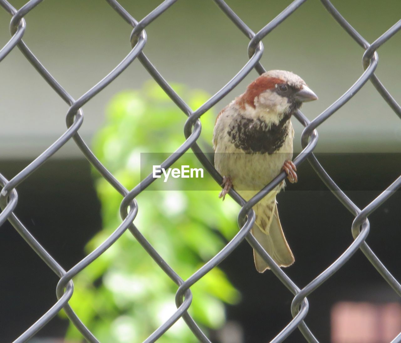 BIRD PERCHING ON CHAINLINK FENCE