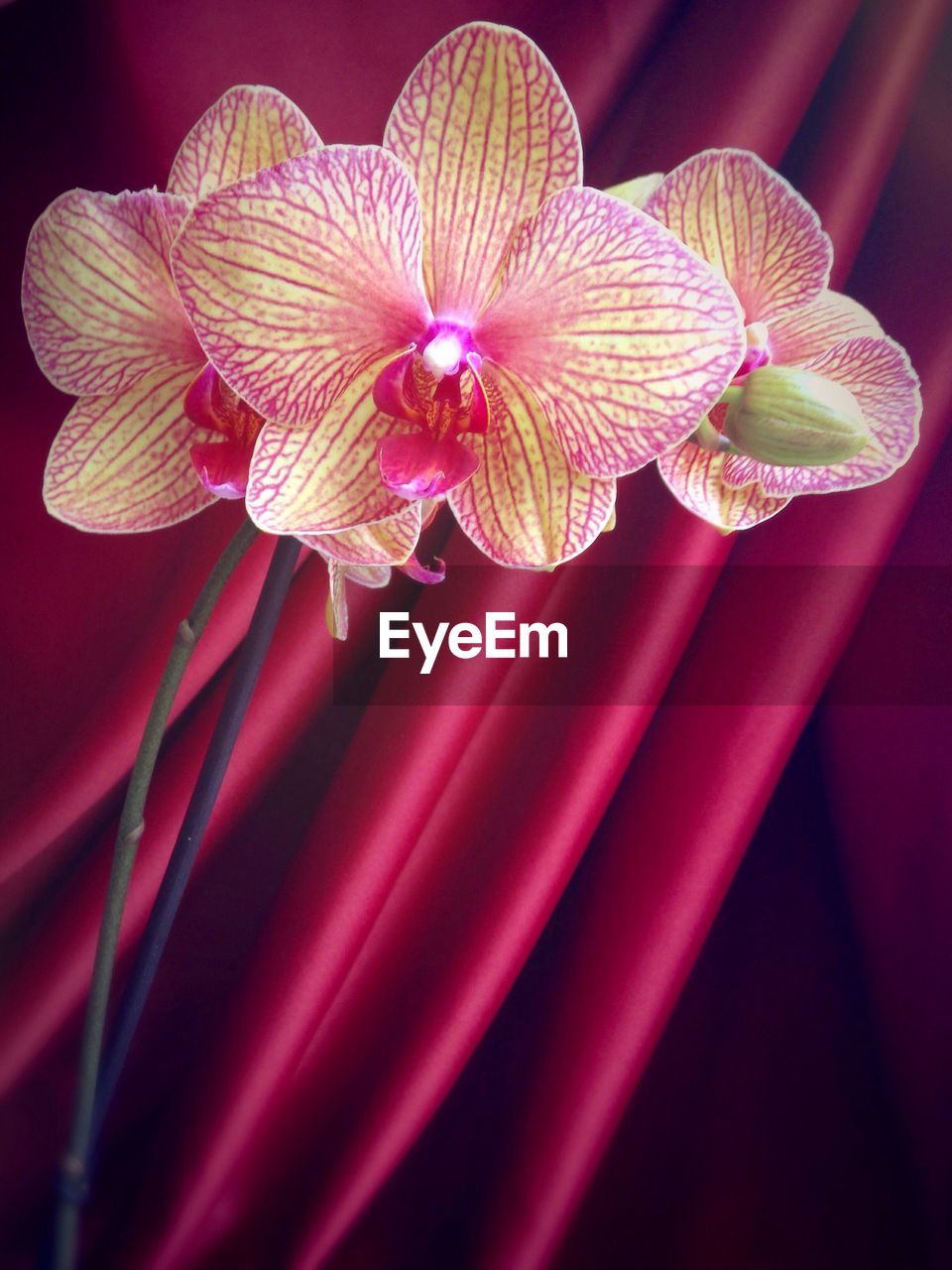 CLOSE-UP OF RED FLOWERS