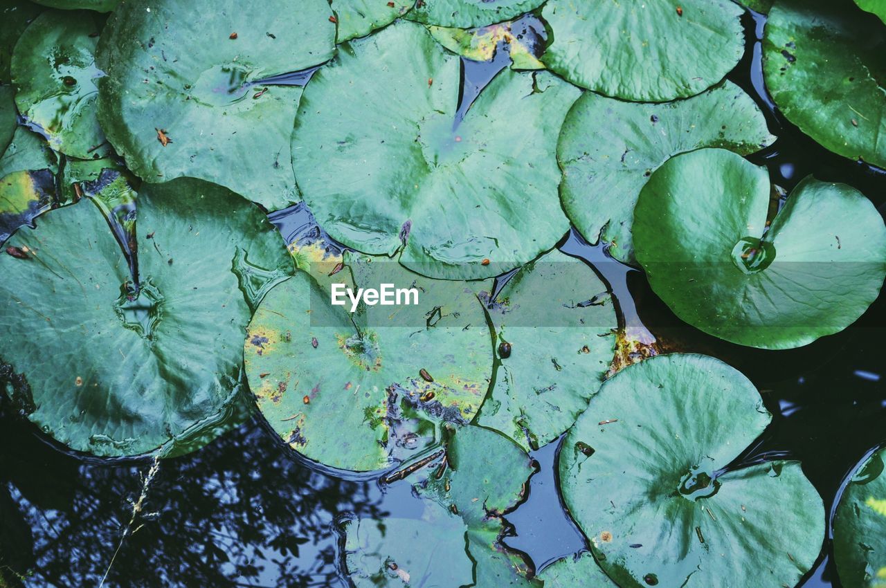 Leaves floating on water