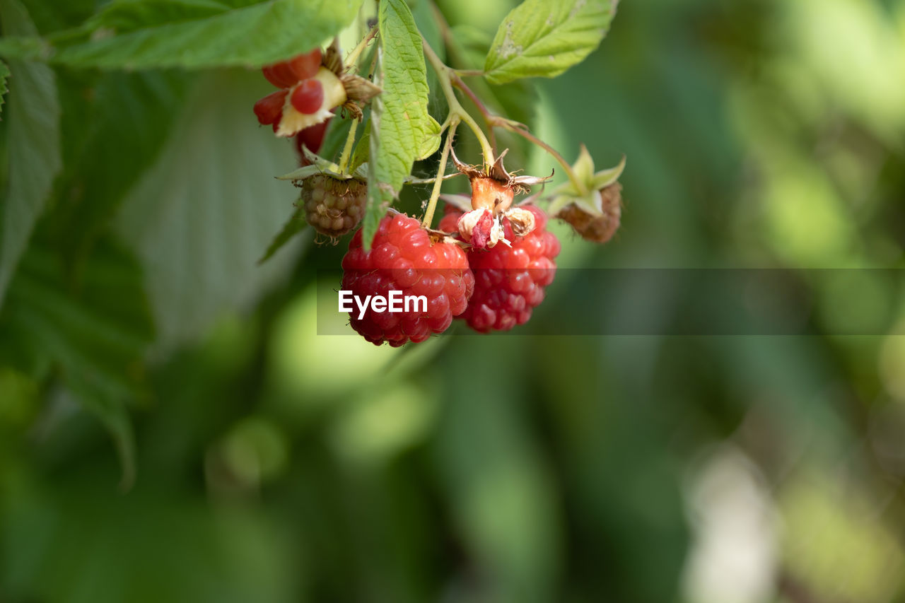 Close-up of red berries growing on plant