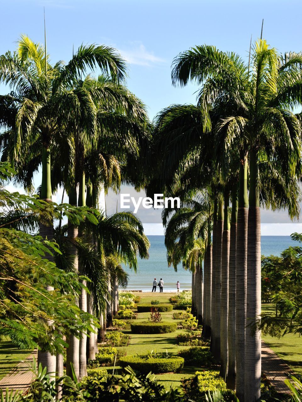 Palm trees by sea against sky