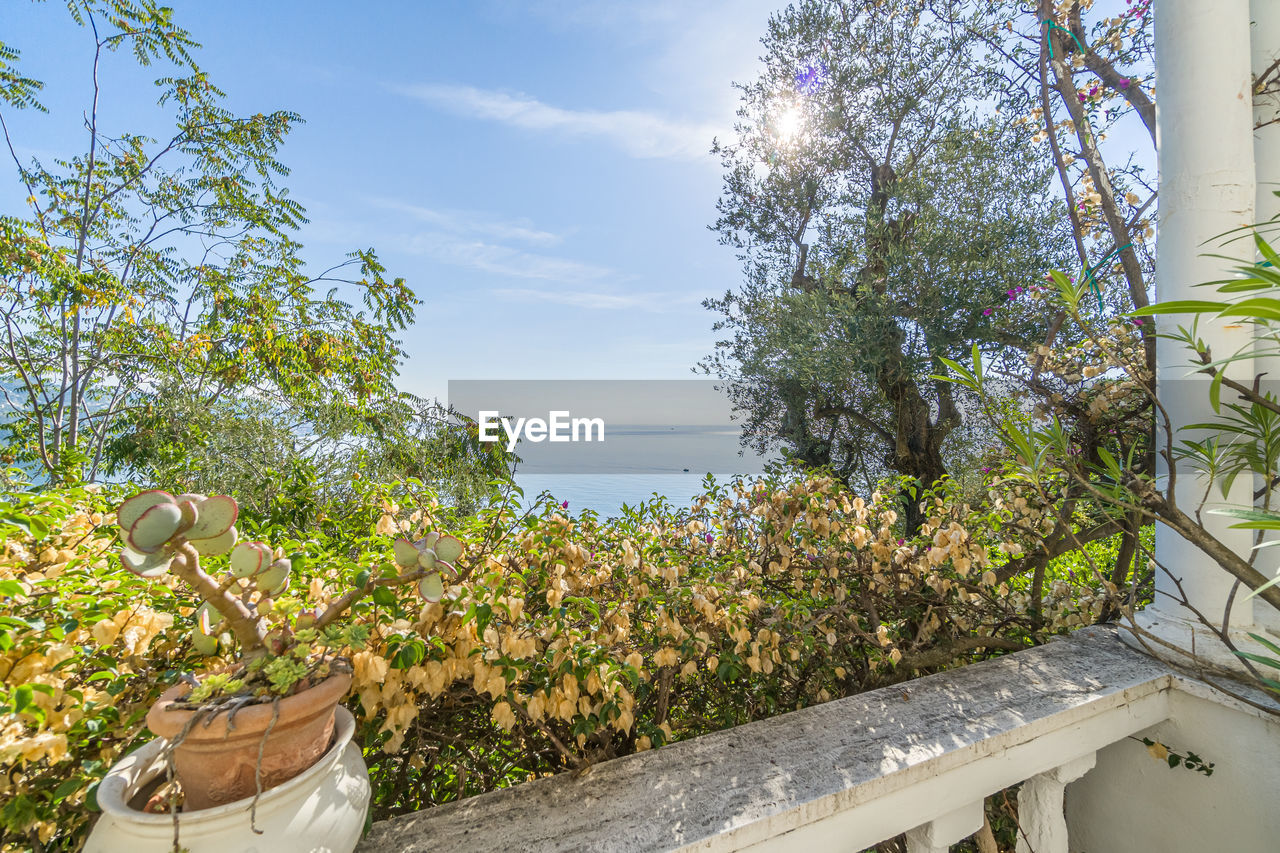 plant, nature, sky, tree, growth, estate, no people, flower, beauty in nature, day, water, architecture, outdoors, garden, sunlight, tranquility, cloud, summer, scenics - nature, backyard, built structure