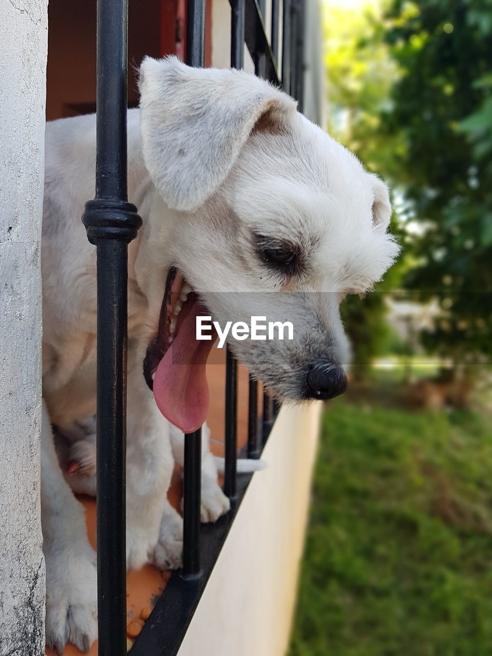 Close-up of dog looking away. the dog just want to play on the street like a child