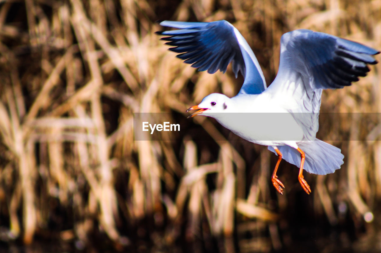 Side view of a bird flying