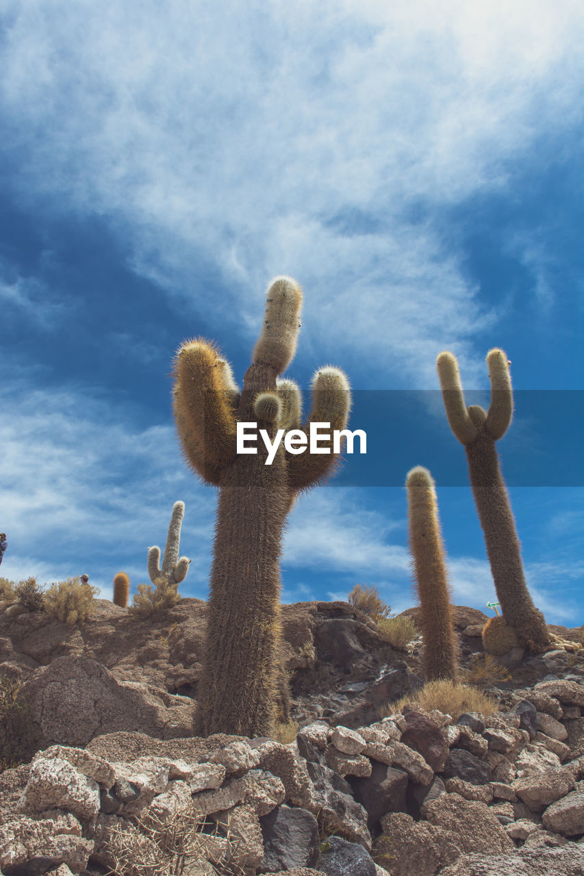 Scenic view of cacti and bolivian salt flats against sky