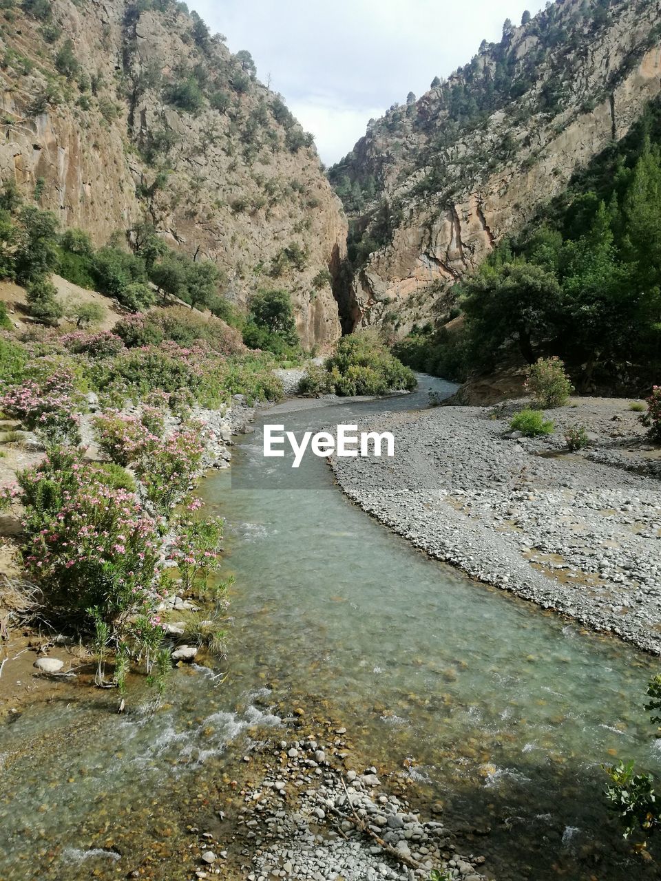 RIVER AMIDST TREES AGAINST SKY