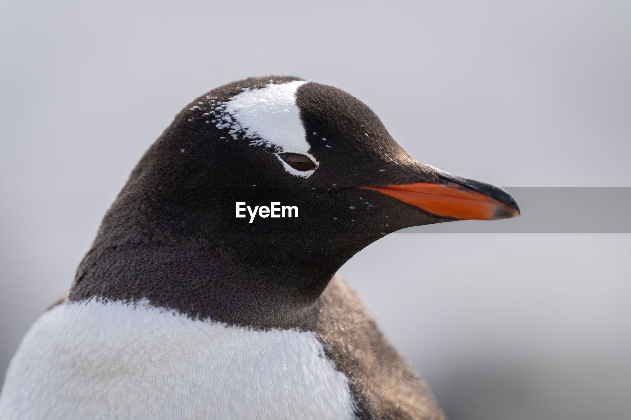 Close-up of gentoo penguin head facing right