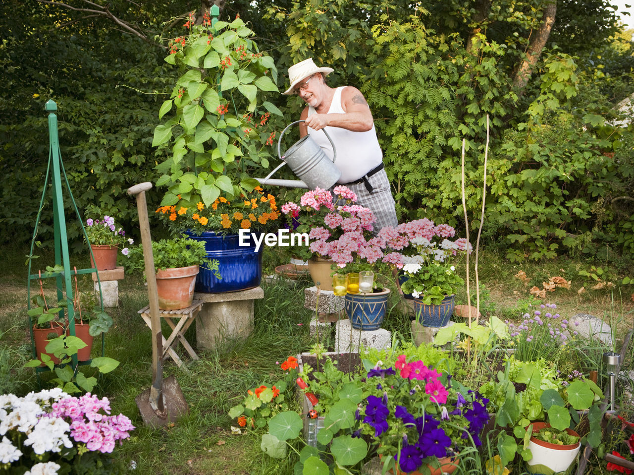 Senior man watering plants in garden, skine, sweden