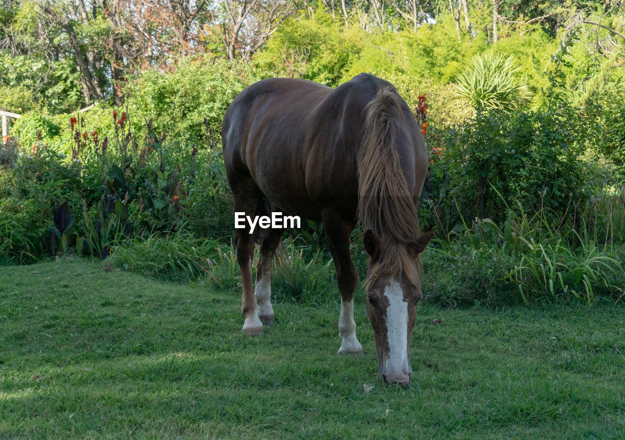 HORSE STANDING IN FIELD