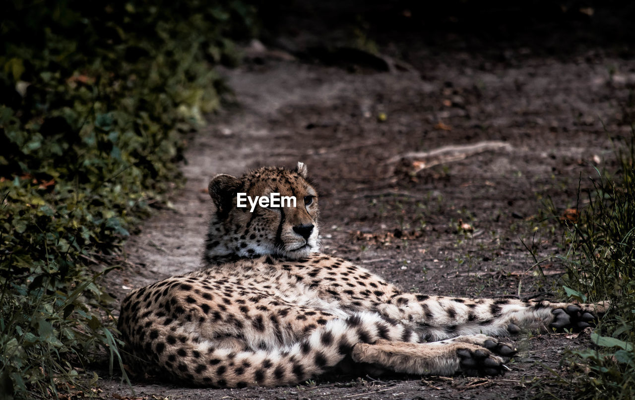 Cheetah relaxing on ground