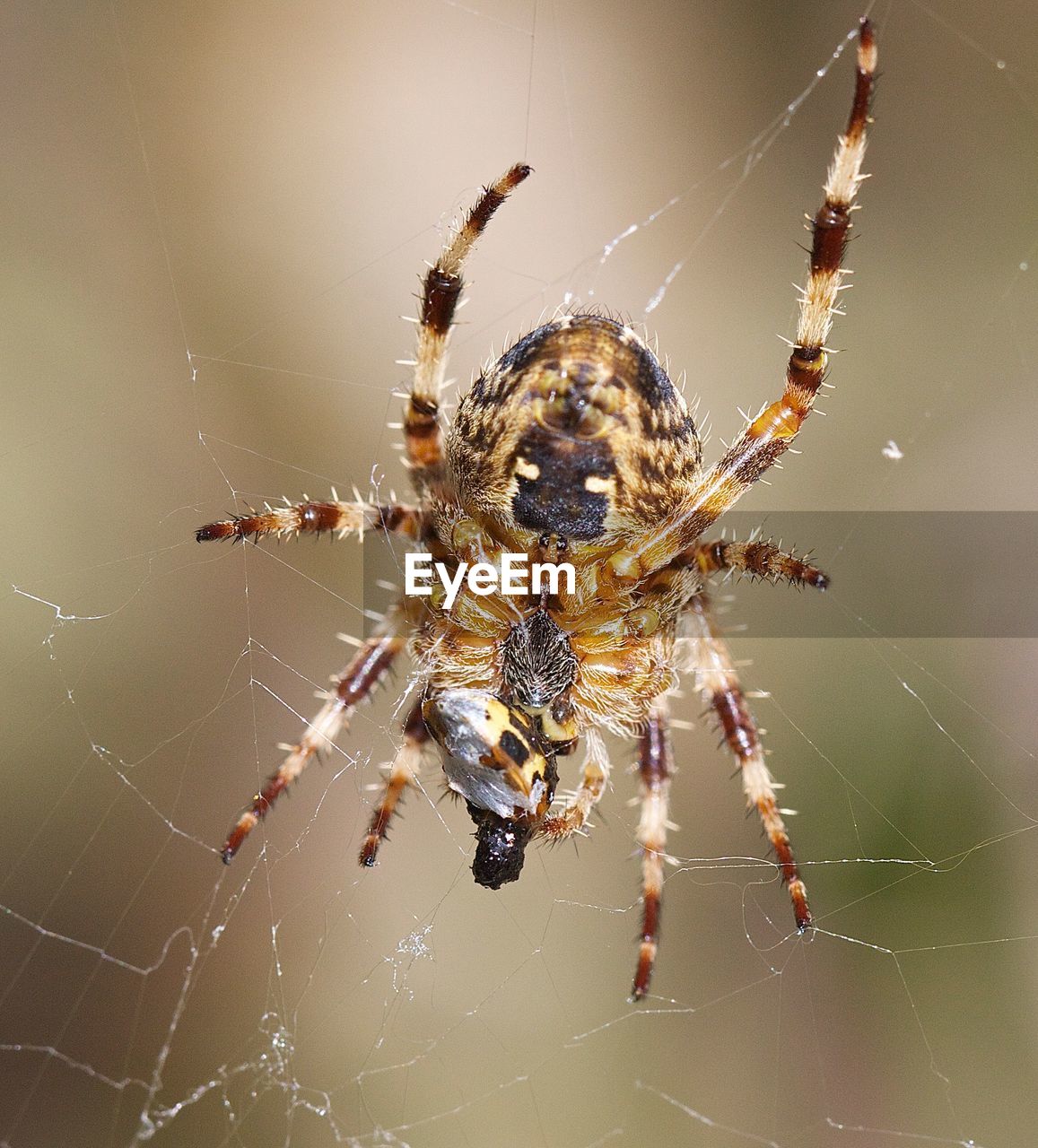 CLOSE-UP OF SPIDER