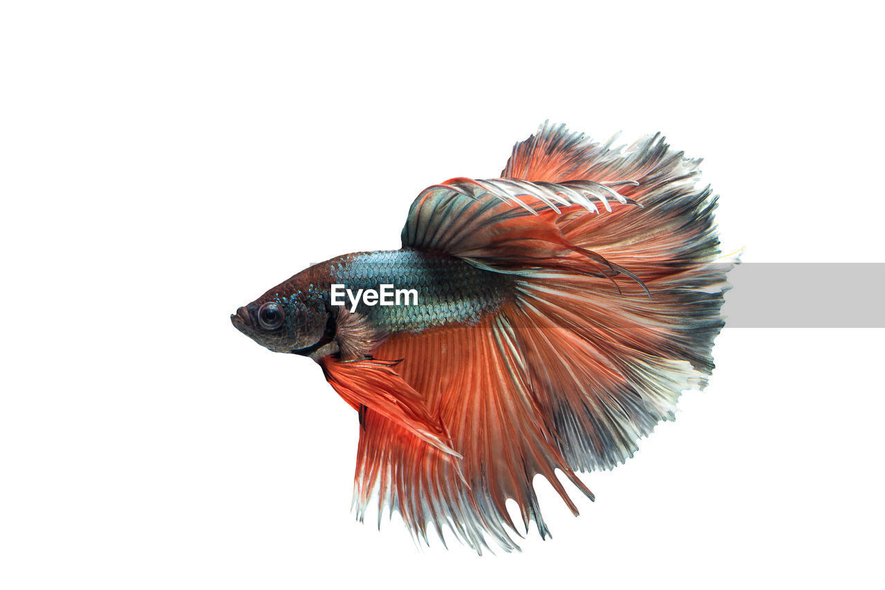 Close-up of siamese fighting fish swimming in tank against white background