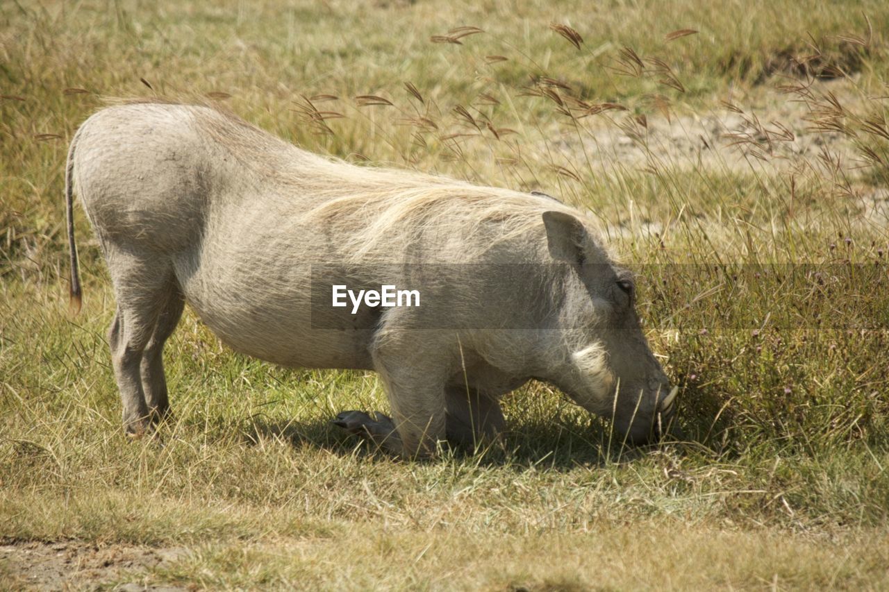 Warthog on grassy field