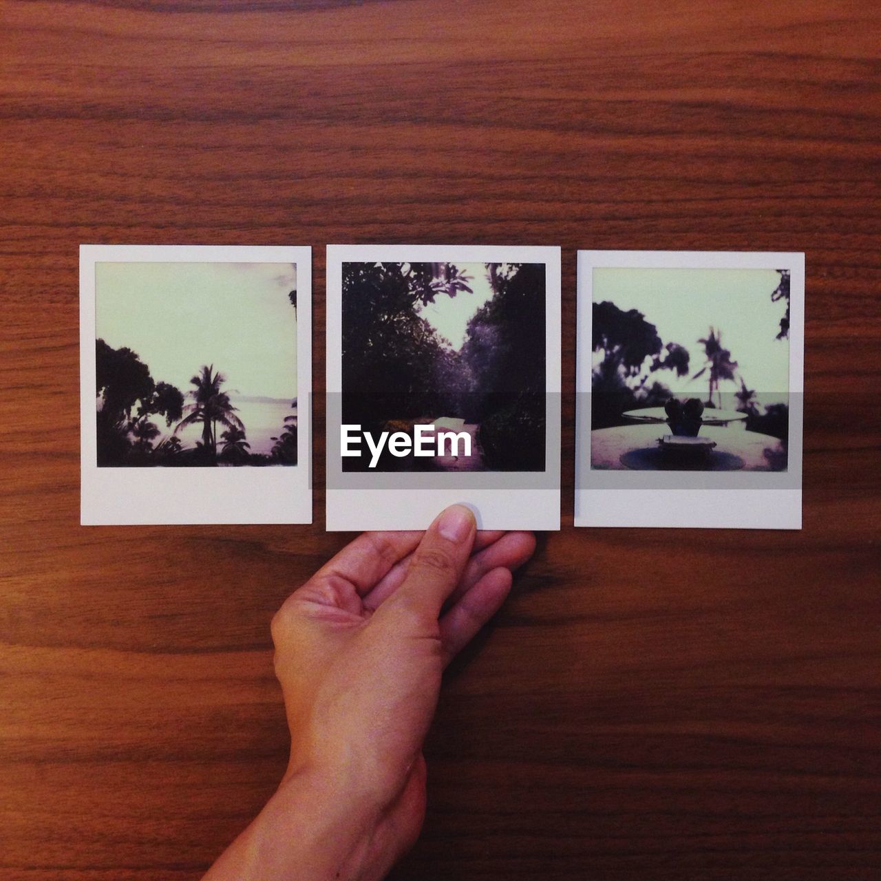 Close-up of three instant photo pictures of trees