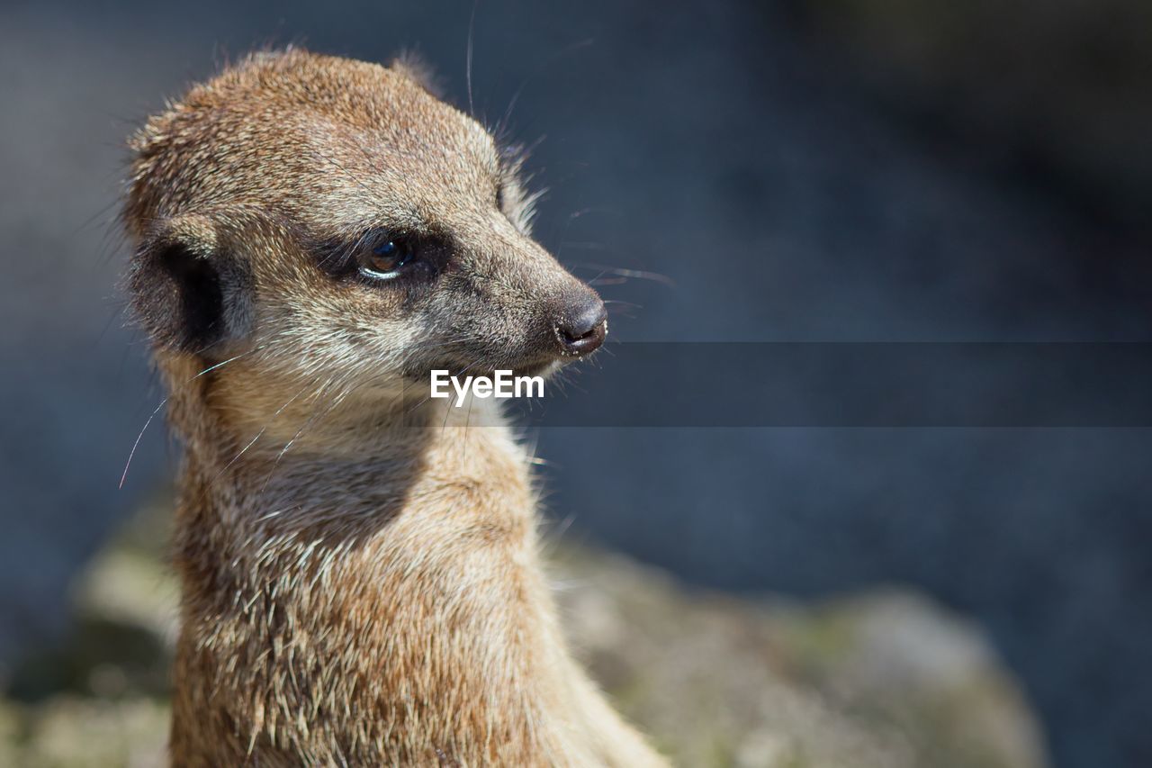 Close-up of meerkat looking away