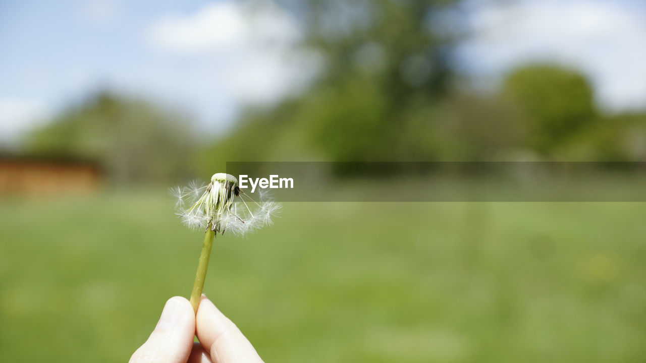 CLOSE-UP OF HAND HOLDING DANDELION AGAINST BLURRED BACKGROUND