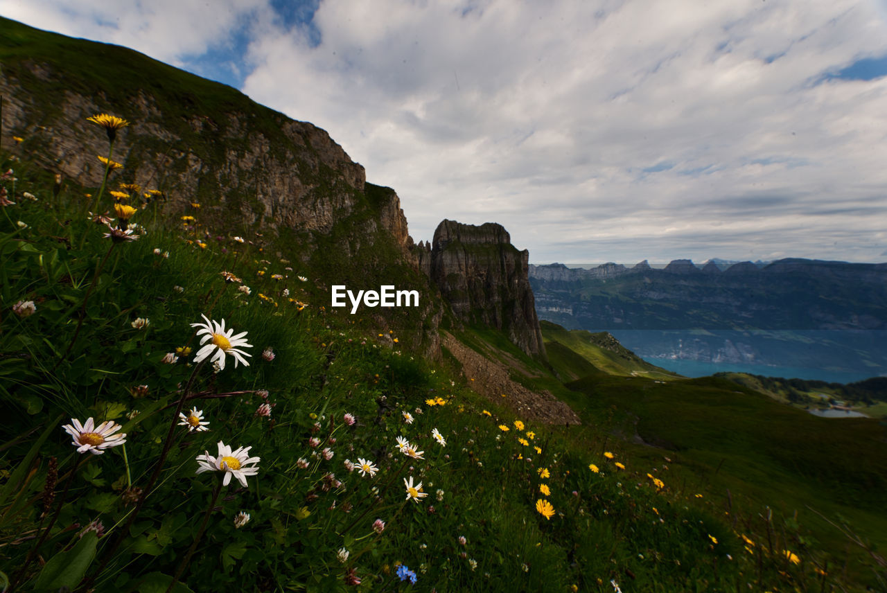 SCENIC VIEW OF FLOWERING PLANTS AGAINST SKY