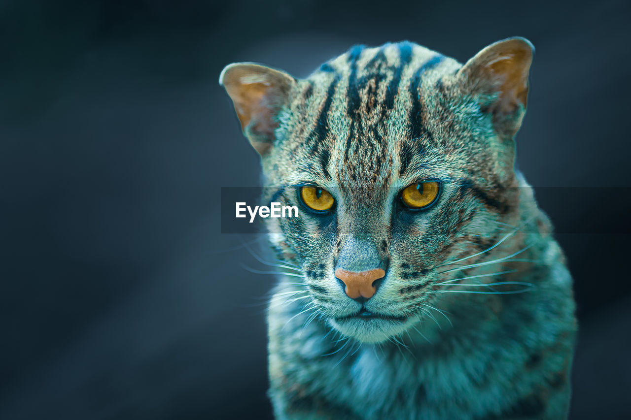 Portrait photography of fishing cat - prionailurus viverrinus - a medium-sized wild cat.